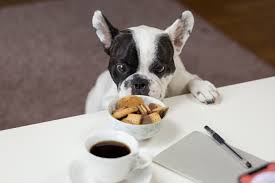can dogs drink coffee