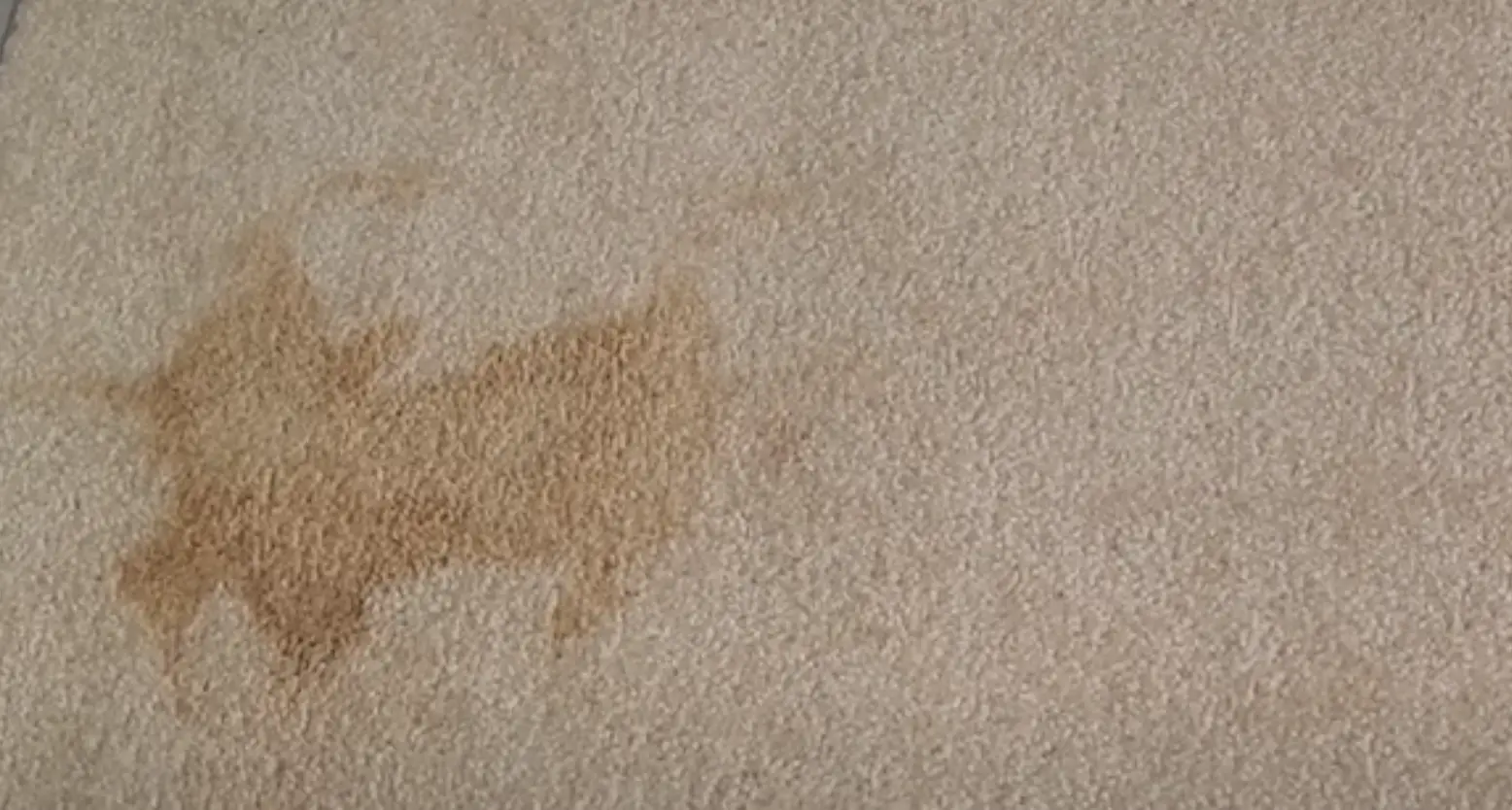 remove coffee stain on carpet